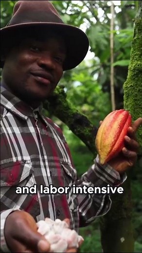 Inside the Cocoa Belt: The Harsh Reality of Child Labor