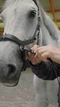 How to Ride Bitless with the Micklem Multi Bridle