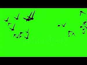 Bird png video || flying bird video green screen || bird 🐦 png video #png #birds #viral