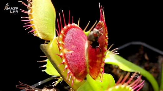 The Science Behind Venus Fly Traps Will Blow Your Mind!
