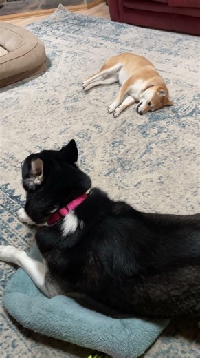 Itchy & Scratchy!😊 #shorts #shibainu #husky #dog #cute #funny