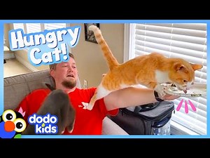 Cat Won't Stop Until He Eats Everything In The House! | Animal Videos | Dodo Kids