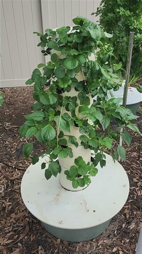 Growing Hydroponic Strawberries 🍓 #hydroponics #hydro #gardening #garden #plants
