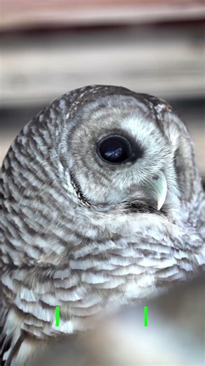 A Barn Owl’s Quiet Gaze | Peaceful_Tranquil