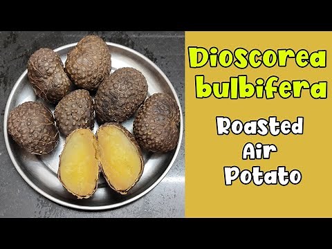 Dioscorea bulbifera | How to Roast Air Potato | How to Cook Air Yam | Up-yam | Aerial Yam