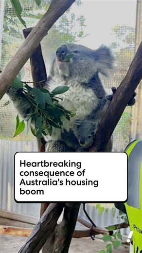 Sydney's housing boom is wreaking havoc on native wildlife, leaving conservationists stretched to the limit. | Yahoo News Australia