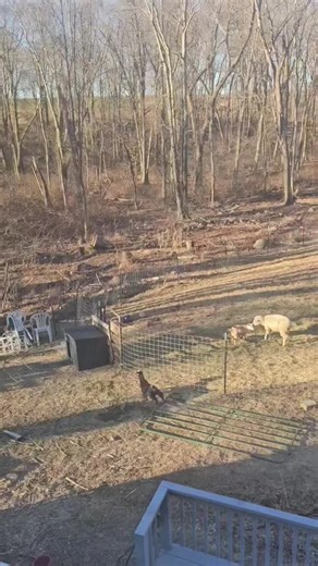 Goat Catching Techniques for Homesteaders