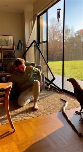 REAL CCTV FOOTAGE: Eagle Attacks Python Indoors! #crazyanimals #minicamera