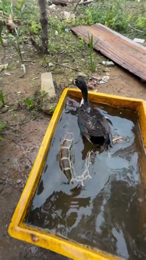 SNAKE vs DUCK: The Shocking Backyard Discovery! 😱