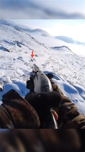 Snow Mountain Rabbit Hunt#hunting#hunthowdown #rabbit#harehunting #deerhunting#chase#hunt