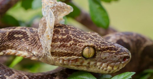 The Science Behind Snake Shedding: Why and How It Happens