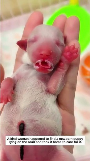 Puppy Rescue #animals #lovestory #rescue #cute #animalrescue #dog #puppies #love #funny