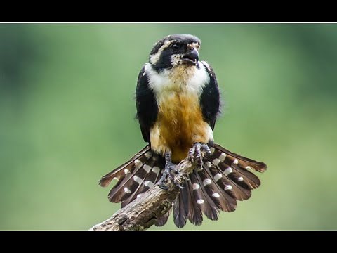 Falconry: Micro-micro hawking- falconets, pygmy falcons and hobbys