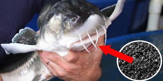 Inside America's only beluga caviar farm