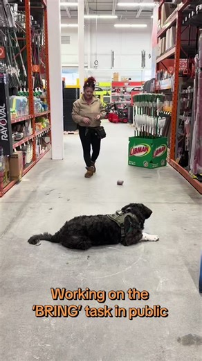 Service Dog Training: Moose Learns the “Bring” Task 🐾🎯 Aussie Bernedoodle Moose, a service dog in training, is learning how to retrieve objects and bring them directly to his handler. This skill builds impulse control, clarity, and teamwork—and it’s a big step toward reliable, real-world task work. Moose is catching on nicely! #ServiceDogInTraining #Bernedoodle #TaskTraining #BringIt #WorkingDog