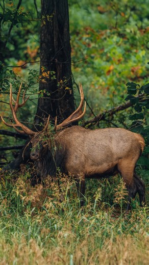 A large bull elk putting on a show in Boxley Valley, Arkansas. Bull elk dig in the dirt and cover themselves with mud and vegetation to attract mates and assert their dominance during the rut. | Jeff Rose