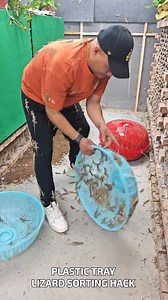 16M views · 8.8K reactions | Plastic Tray Lizard Sorting Hack #EfficientSetup #ReptileManagement #LizardBasketStorage | Fatafatnews | Facebook