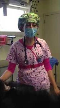 Post operative information on dog neuter and scrotal ablation.