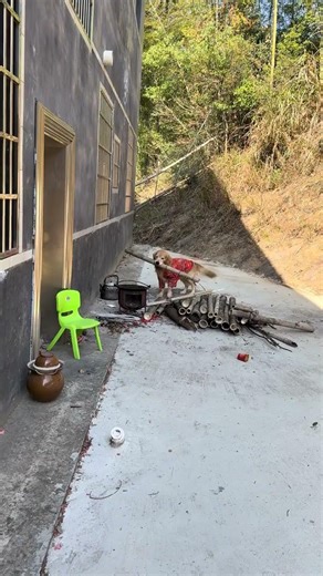 后续来了！邻居婶婶家柴火被77搬空，7爸带77去搬了一趟，没想到77自己来回把后院柴火搬光了。不是亲眼所见，真不信！#我的狗子 #狗狗 #狗狗是生活的解药 #第一批回村的狗在干什么 #这操作都看傻了