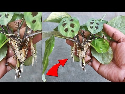 SIMPLEST Way To Grow Prayer Plant From Cutting!