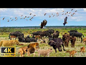 4K African Wildlife: Aberdare National Park, Kenya - Scenic Wildlife Film With Real Sounds