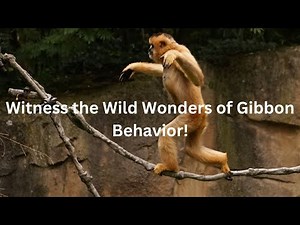 Witness the Wild Wonders of Gibbon Behavior!