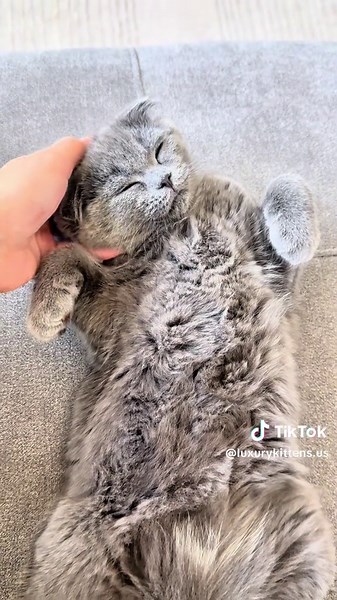 Blue Scottish Fold Kittens for Sale in Los Angeles