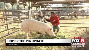 This morning, Dylan Kendrick checked in on Homer the pig, once abaonded after his owner received a notice from their HOA. Homer is doing well, but still requires ongoing care. | FOX5 Las Vegas