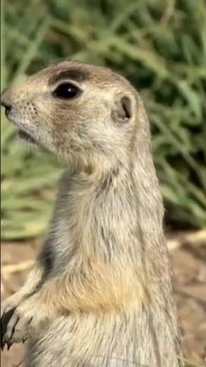 Prairie Dogs: Alert System Through Barks | Nature Sounds Shorts
