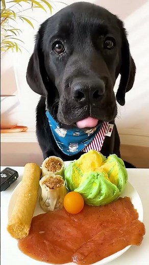 Kibble vs Raw Which is BETTER for Your Dog's Health?
