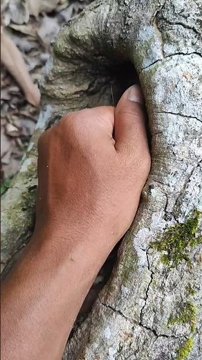 SUPER CUTE COCKROACH #anyuniqueanimals #insects #wildlife #cockroach