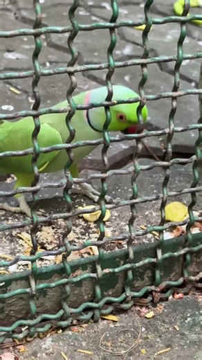 (Alexandrine Parakeet￼) at Dr Shyam Prasad Mukherjee zoological Garden. #parrot #birds #zoo #viral