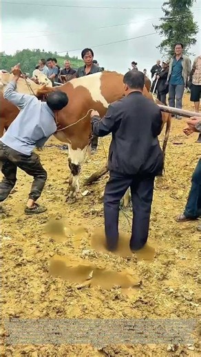 Stuck Straddling: Farmers Free A Cow Trapped On Livestock Market Metal Railings