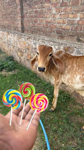cow videos 🐄 গরু , cow video | COW COW || #cowvideos #cow #cowcow cow ki video #cowkivideo #shorts