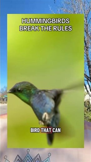 What Hummingbirds Teach Us