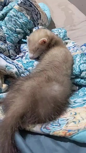 the incredible chris (@theincrediblechris)’s videos with original sound - the incredible chris