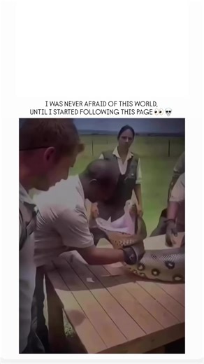 阿里法 纳兹敏 on Instagram: "The Green Anaconda (Eunectes murinus) is widely recognized as the heaviest and one of the longest snakes in the world. Found primarily in the swamps, marshes, and slow-moving rivers of South America’s Amazon and Orinoco basins, these giants are members of the boa family. While they are not the absolute longest—a title held by the Reticulated Python—the Green Anaconda’s sheer girth and muscle mass make it far more massive, with some individuals reaching weights of over 250 