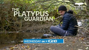 1K reactions · 66 shares | Follow the journey of Pete Walsh, a Tasmanian man who befriends a platypus he names Zoom. With the help of experts, he learns more about the platypus’s secret world in a mission to protect them from the dangers of urban development. Nature | PBS "The Platypus Guardian" airs tonight at 8 p.m. | Georgia Public Broadcasting | Facebook