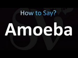 How to Pronounce Amoeba (Correctly!)