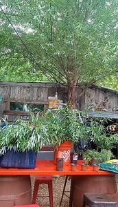 4.4K views · 77 reactions | Order now and you will have a...