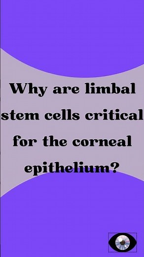 Why are limbal stem cells critical for the corneal epithelium?