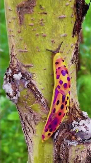 This Slug Changes Color When You Touch It!
