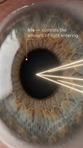 👁️ How Your Eyes Turn Light Into Vision! Inside the Eye in 3D #shortsfeed
