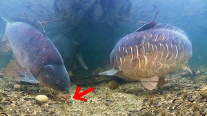 402K views · 5.5K reactions | Do you want become a better angler? Learn how fish behave by watching them underwater. Enjoy! #fishing #underwater #fish | Underfishing | Facebook