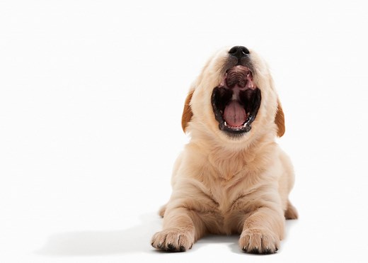 Why Puppies Bark and How to Stop it! — The Puppy Academy