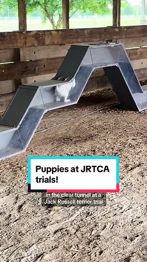Puppies at JRTCA trials!