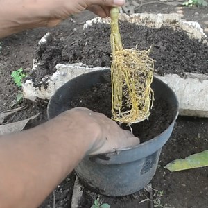 Maybe you want to try this marcotting method for your lemon tree/plant | Grafting Examples