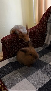 495K views · 10K reactions | Маша маленька сирушка #squirrel #frau #animals #squirrels #funny #live #beautiful #masha #білка #животные #friends #чудо #fan #tiere #маленький #girls #маша #білочка #fan #fantasy #love | Білочка Маша | Facebook