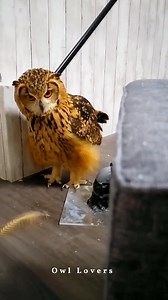 cute owl.🦉☺️ #owl | Owl Lovers