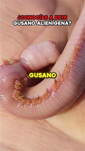 Did you know about this alien-like worm? 🪱 #animals #funfacts #viral #nature #fyp